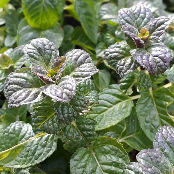 Mint Blackcurrant 5" Pot