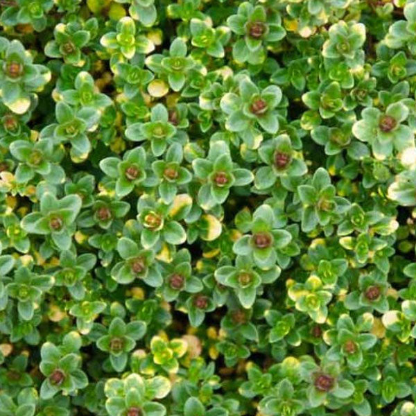 Thyme Cit Doone Valley 4.5" Pot