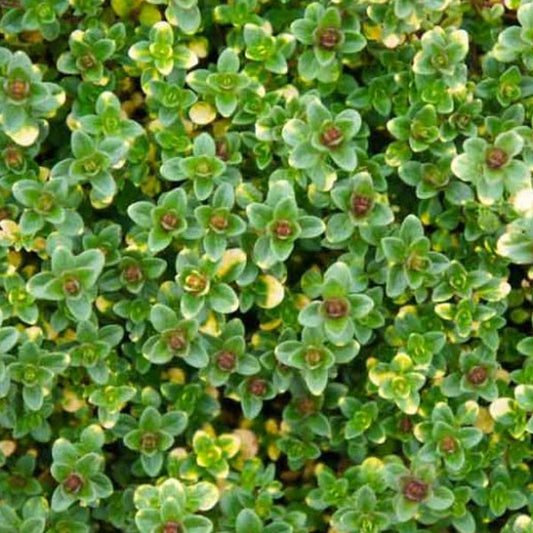 Thymus Citron Doone Valley pot 4,5 po