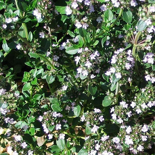 Thym vulgaire Tabor pot 4,5"