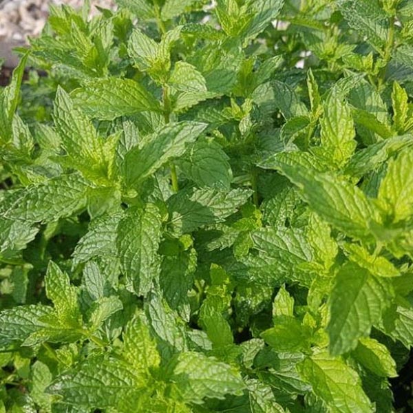 Mint Moroccan 5" Pot