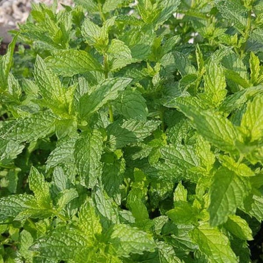 Mint Moroccan 5" Pot