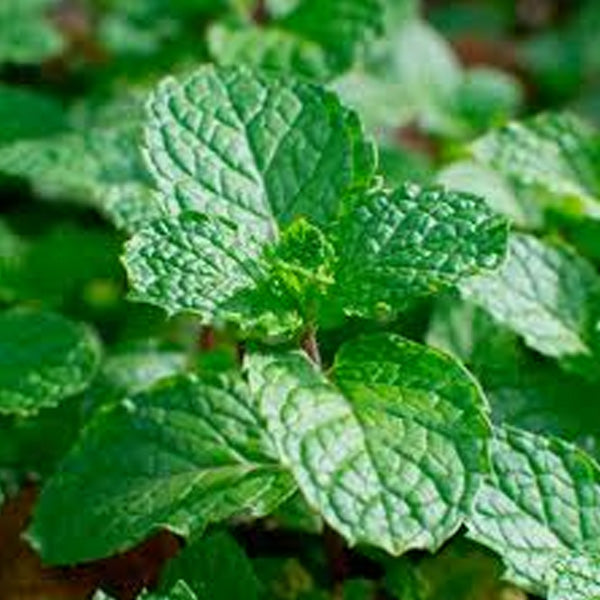 Mint Spanish 5" Pot