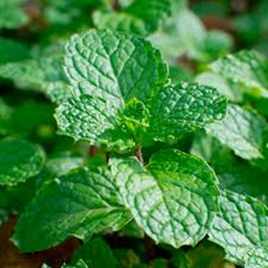 Mint Spanish 5" Pot
