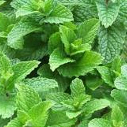 Mint Spearmint Ky Colonel 4.5" Pot