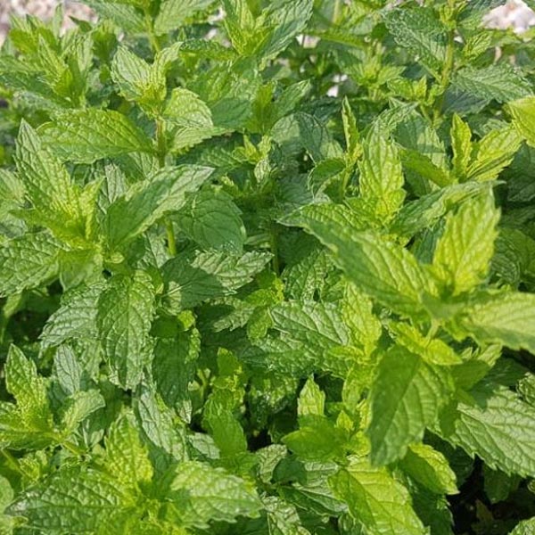 Mint Pip Lime 5" Pot