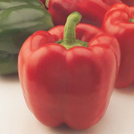 Pepper Hyb Socrates Red