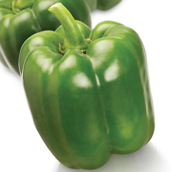 Piment doux hybride Aristote (vert)