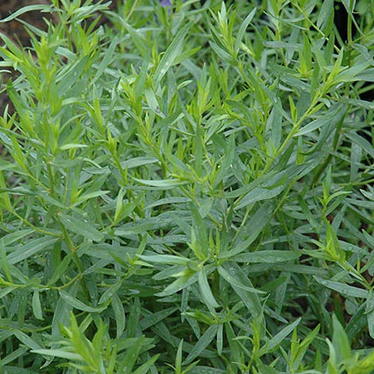French Taragon 4.5" Pot