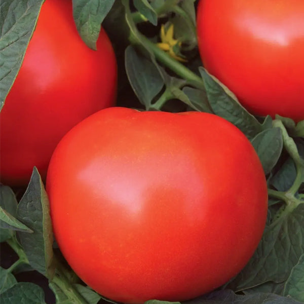 Tomato Hyb Mega Fantastic Red