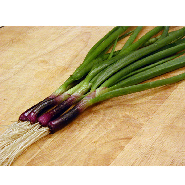 Onion Red Baron Bunching
