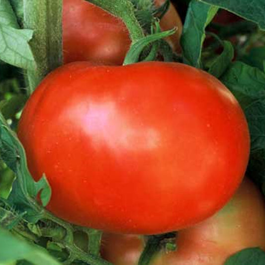 Tomate supersonic