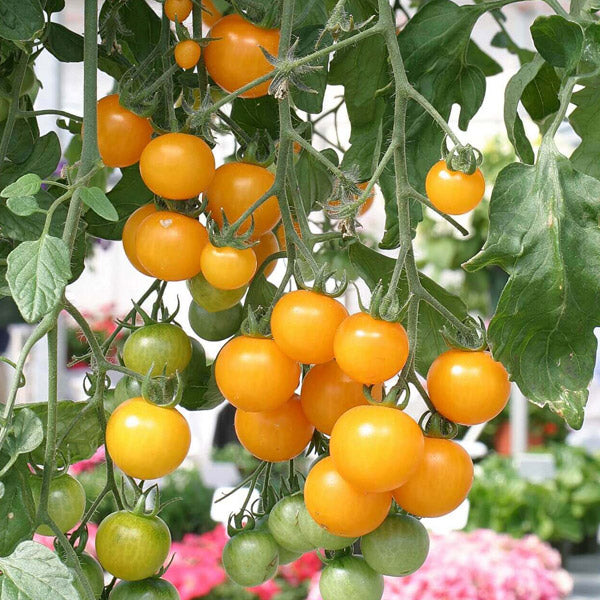 Tomato Tumbling Tom Yellow