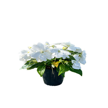 IMPATIENS X HA COLORPOWER BLANC