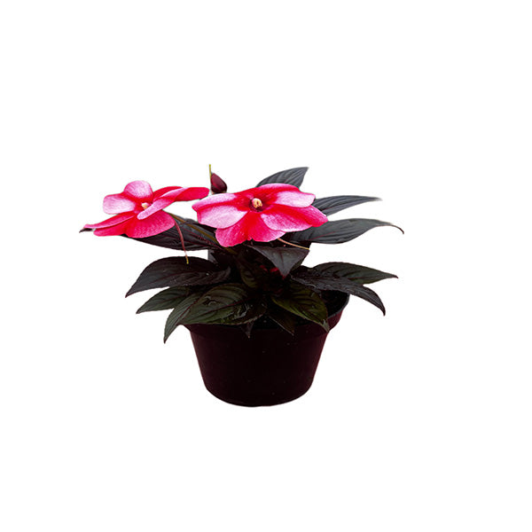 Impatiens Colorpower