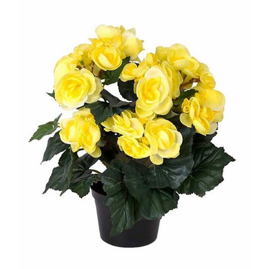 Begonia