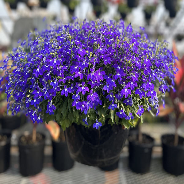 Lobelia