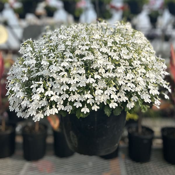 Lobelia