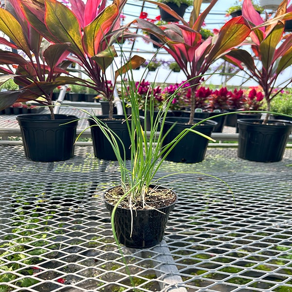 Chive Improved Thick 4.5" Pot