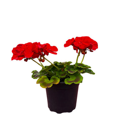 Geranium 5" Pot