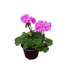 GERANIUM LAVENDER (TYPHOON) 5" POT