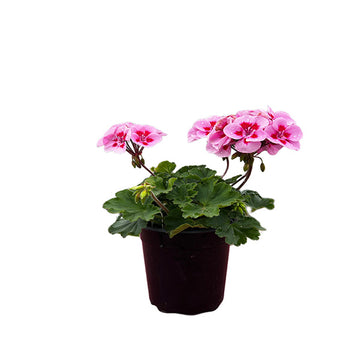 GERANIUM RASPBERRY EYE (KATHY) 5" POT