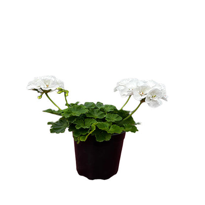 Geranium 5" Pot