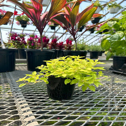 Oregano Aureum 4.5" Pot