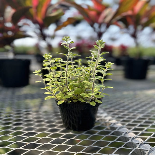 Oregano Supreme 4.5" Pot