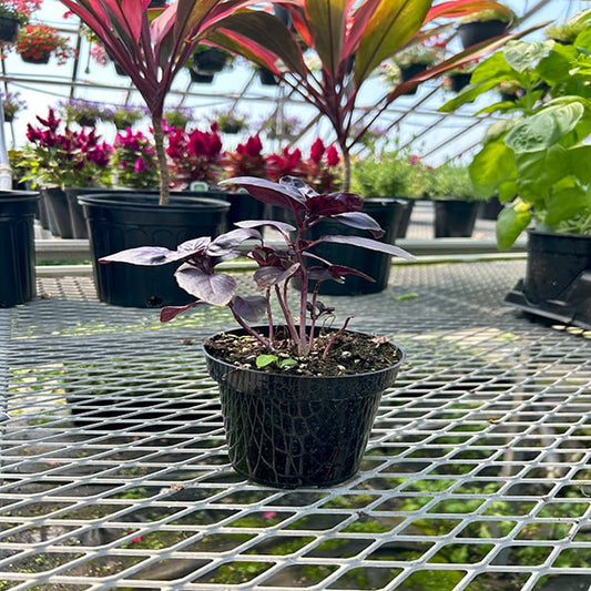 Basilic pourpre 'Crimson King' pot 4,5 po