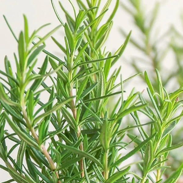 Barbaque Romarin Biologique Pot 5"