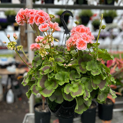 Geranium ( Hanging Basket 10" )
