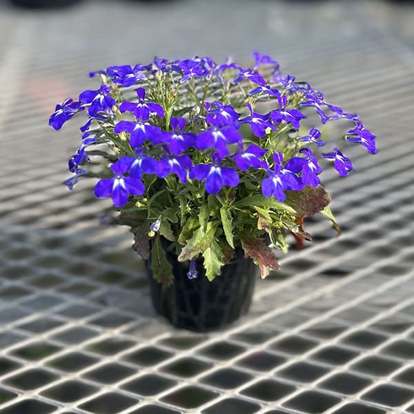 Lobelia