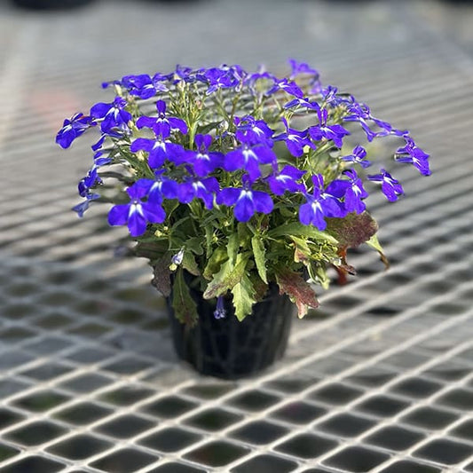 Lobelia