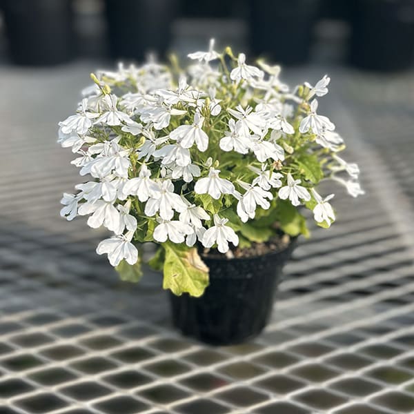Lobelia